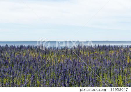 Blossom blueweed by the coast of the Baltic Sea. 55958047