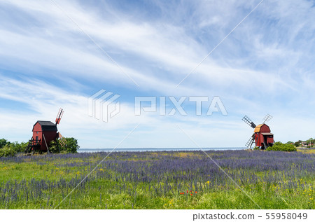 Blossom blueweed by two traditional wooden 55958049