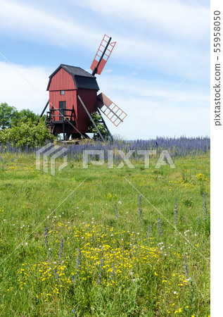 Yellow and blue summer flowers by an old 55958050