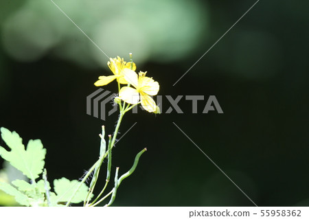 白屈菜 白屈菜 55958362