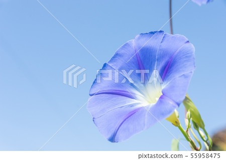Blue morning glory flowers Blue morning glory flowers 55958475