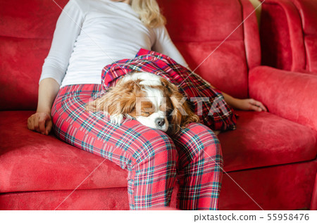 Charming sleeping cavi Charming sleeping cavi 55958476