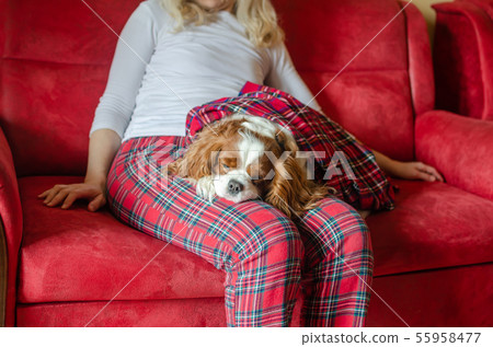 Charming sleeping doggy Charming sleeping doggy 55958477