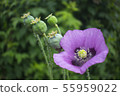 Poppy flower, petals and leaves. Flowering plant 55959022