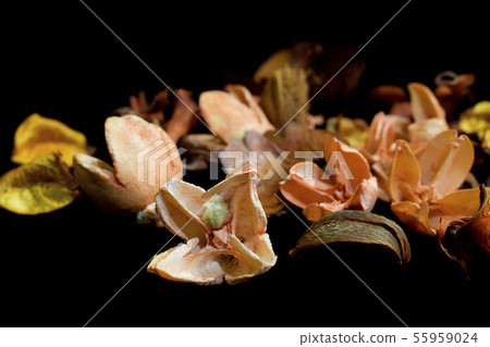 Beautiful background of dry flowers and plants Beautiful background of dry flowers and plants 55959024