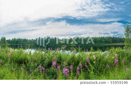 Flowers of fireweed on the shore of the lake. Flowers of fireweed on the shore of the lake. 55959196