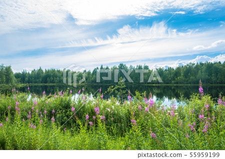 Flowers of fireweed on the shore of the lake. Flowers of fireweed on the shore of the lake. 55959199