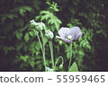 Poppy flower, petals and leaves. Flowering plant 55959465