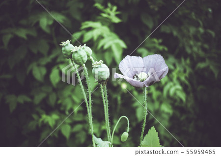 Poppy flower, petals and leaves. Flowering plant Poppy flower, petals and leaves. Flowering plant 55959465