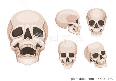 Human skull at different sides. Vector monochrome pictures 55959479