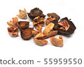 Dry exotic flowers and plant parts isolated  55959550