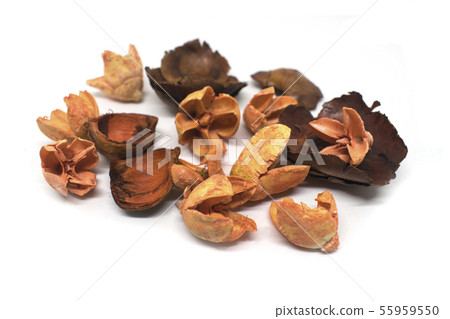 Dry exotic flowers and plant parts isolated Dry exotic flowers and plant parts isolated 55959550