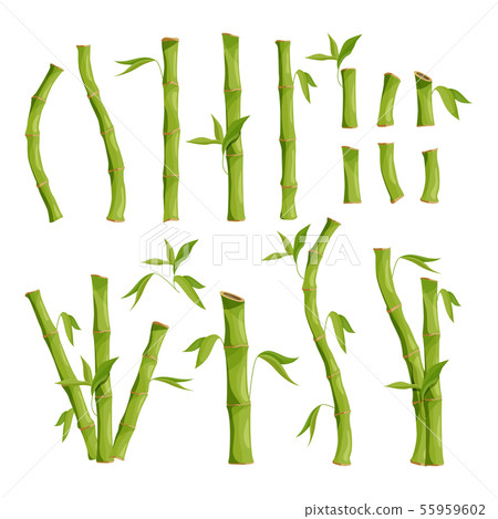 Nature eco pictures of bamboo tree. Jungle wood 55959602