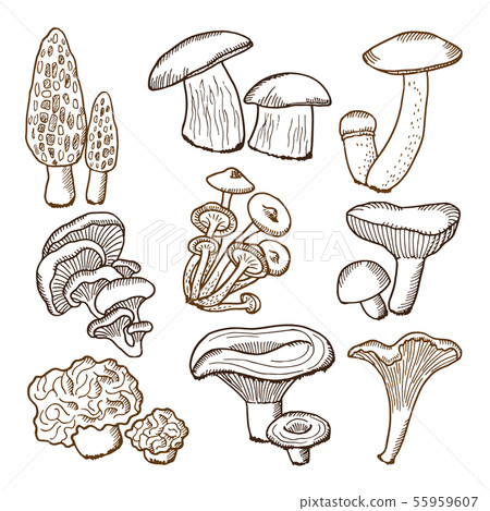 Forest mushrooms in hand drawn style. Vector illustrations Forest mushrooms in hand drawn style. Vector illustrations 55959607