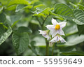 Potatoes bloom in the garden. Petals and leaves 55959649