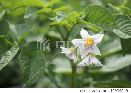 Potatoes bloom in the garden. Petals and leaves Potatoes bloom in the garden. Petals and leaves 55959649