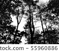 Black and white photo of the pine forest 55960886