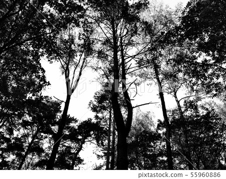 Black and white photo of the pine forest Black and white photo of the pine forest 55960886