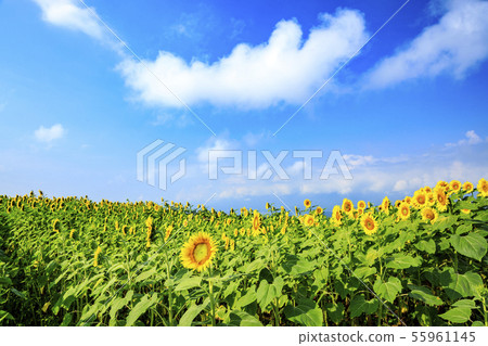 Sunflower (summer) Sunflower (summer) 55961145