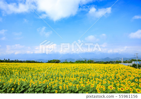 Sunflower (summer) 55961156