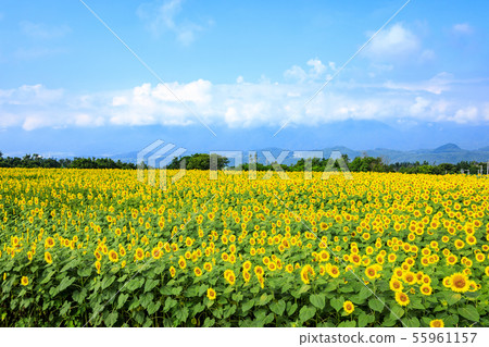向日葵（夏季） 55961157