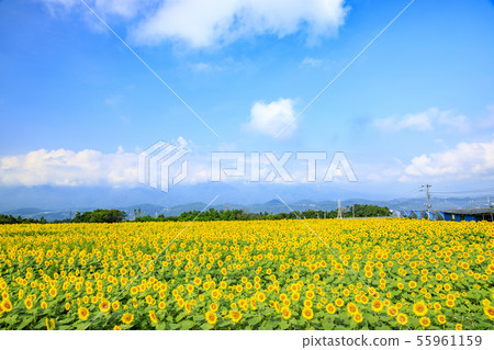 Sunflower (summer) Sunflower (summer) 55961159