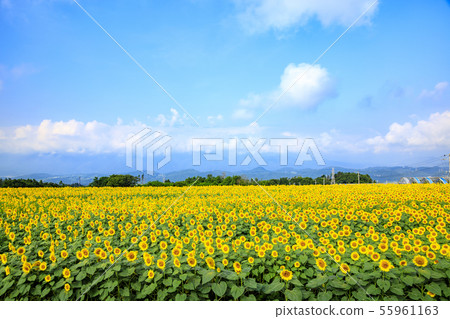Sunflower (summer) Sunflower (summer) 55961163