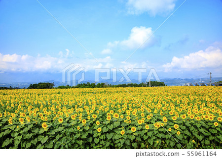 Sunflower (summer) 55961164