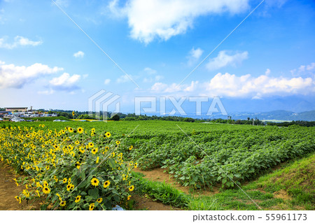 Sunflower (summer) Sunflower (summer) 55961173