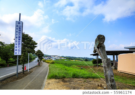 Sunflower (summer) 55961174