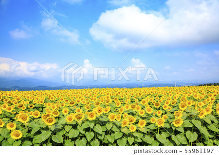 Sunflower (summer) 55961197