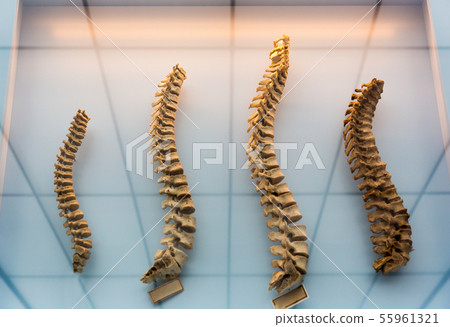 Model of a human spine, spinal columns 55961321