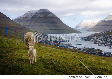 Sheep with a lamb on a hill above the city of Klaksvik in the Faroe Islands Sheep with a lamb on a hill above the city of Klaksvik in the Faroe Islands 55961442