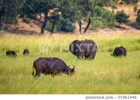 Elephant and buffalos grazing in Chobe National Park, Botswana 55961446