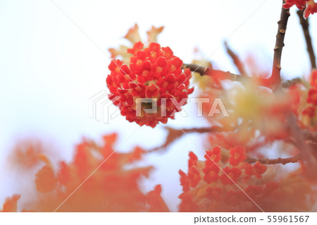 Mitumata flowers Mitumata flowers 55961567