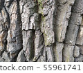 tree bark closeup texture photo 55961741