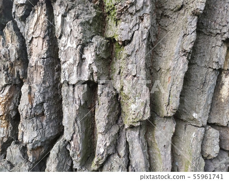 tree bark closeup texture photo tree bark closeup texture photo 55961741