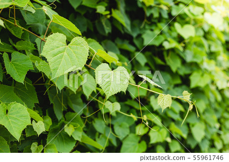Grape leaves in the garden. Plants in botanical garden. The texture of a grape-vine against Grape leaves in the garden. Plants in botanical garden. The texture of a grape-vine against 55961746