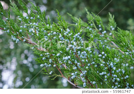 Juniper bush branch with berries. Juniper bush branch with berries. 55961747