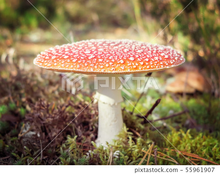 Amanita Muscaria. Red poisonous Fly Agaric mushroom in forest Amanita Muscaria. Red poisonous Fly Agaric mushroom in forest 55961907