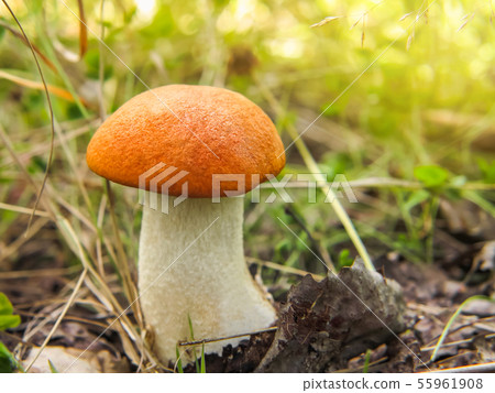 A small beautiful Orange Birch Bolete Leccinum versipelle mushroom in forest 55961908