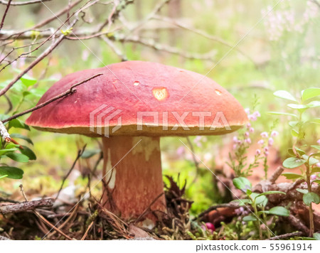 Penny bun mushroom Boletus edulis growing in the forest against a background reindeer moss Penny bun mushroom Boletus edulis growing in the forest against a background reindeer moss 55961914