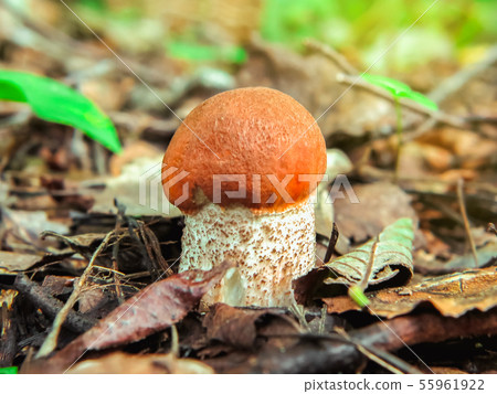 A small beautiful Orange Birch Bolete Leccinum versipelle mushroom in forest A small beautiful Orange Birch Bolete Leccinum versipelle mushroom in forest 55961922