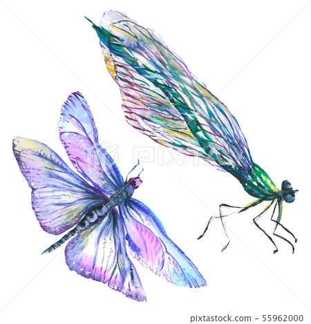 Exotic dragonfly wild insect. Watercolor background illustration set. Isolated dragonfly Exotic dragonfly wild insect. Watercolor background illustration set. Isolated dragonfly 55962000
