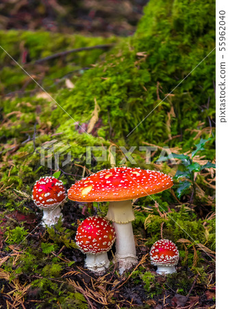 Group Of Fly Agaric With Red Caps In Mossy Forest  55962040