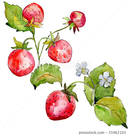 Strawberry healthy food in a watercolor style isolated. Watercolour background set. Isolated berry Strawberry healthy food in a watercolor style isolated. Watercolour background set. Isolated berry 55962103