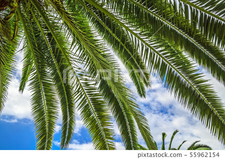 Tropical background of palm trees Tropical background of palm trees 55962154