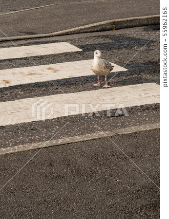 Walking Seagull On Crosswalk Over Street 55962168