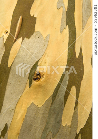 Patchy Bark Of A Wild Eucalyptus Tree 55962381