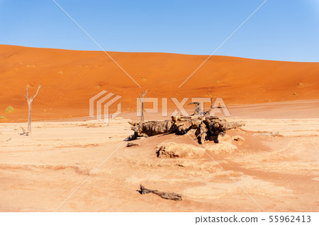 Dead trees in Namibias Deadvlei. Dead trees in Namibias Deadvlei. 55962413